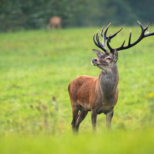 Hirsch Wald Tierwelt Geweih Wiese Natur Urlaub Harz
